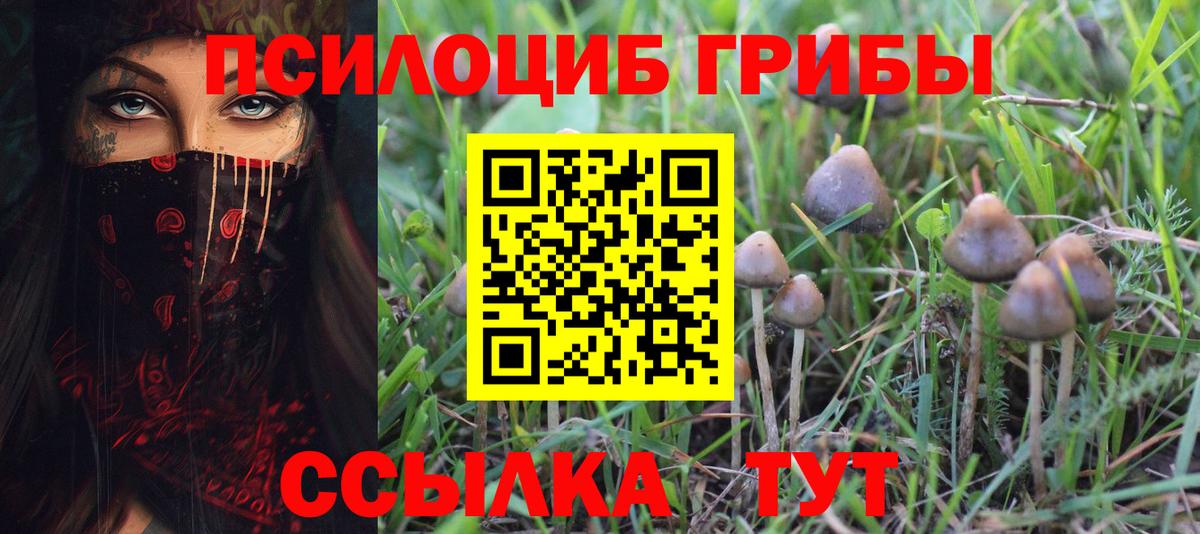 Псилоцибиновые грибы Psilocybine cubensis Элиста